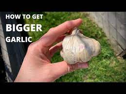 Fertilizing Garlic For Bigger Cloves