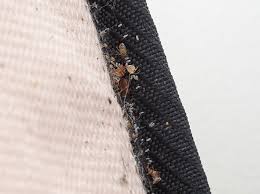Do I Have Bed Bugs How To Identify