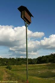 Selecting A Quality Bat House Merlin