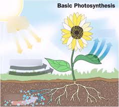 Model Photosynthesis Diagram Quizlet