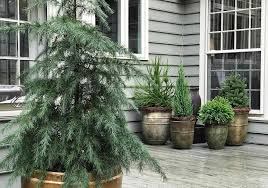 40 Front Door Plants For A Stylish