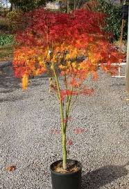 Japanese Maples Curated Collection