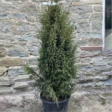 Juniper Conifer Trees For Trees