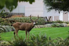 Noises Scare Deer Away From Your Yard