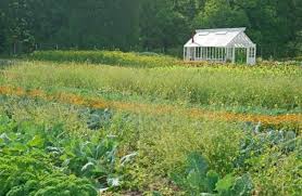 Vegetable Garden Stock Photos Royalty