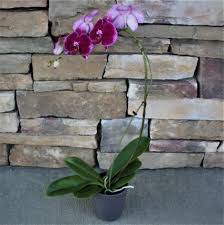 Phalaenopsis Orchid 3 Blooming Plant In