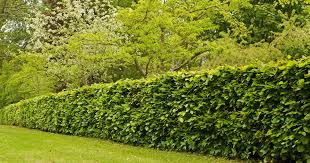 Scots With Garden Hedges Could Face 1
