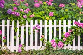 White Picket Fence Colorful Flowers