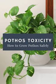 Pothos Toxicity And How To Grow Pothos