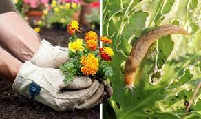 Do Marigolds Deter Garden Pests Four