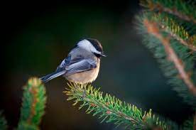 Small Trees That Attract Birds For Food