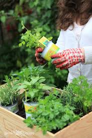 Make A Wine Box Herb Garden Fit For A