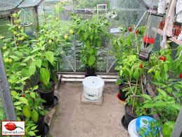 Chilli Plant Update 24th September 2020