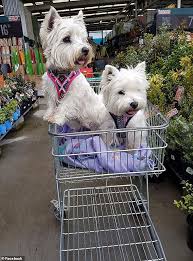 Pet S
