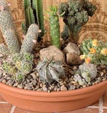 Create A Desert Dish Garden