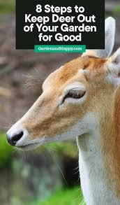 8 Steps To Keep Deer Out Of Your Garden