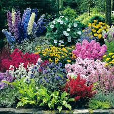 Buy Cottage Garden Affordable