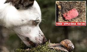 Dogs At High Risk Of Deadly Apple Snail