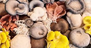 Prevent Mushrooms On Your Lawn