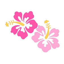 Flower Drawing Pretty Wallpapers Hibiscus