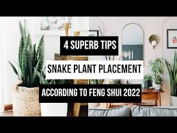 4 Superb Tips Snake Plant Placement