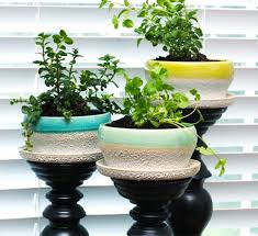 Grow Fresh Herbs Indoors Calloway S