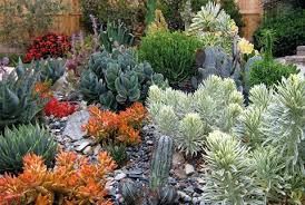 Thriving Succulent Garden