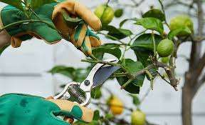 How To Grow A Lemon Tree In A Pot The