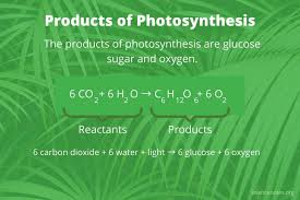 What Are The S Of Photosynthesis