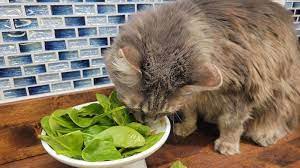 Is Plant Protein Good For Cats Cats Com