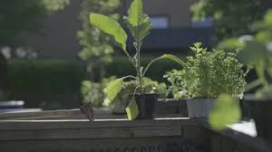 Vegetable Plants In Pots Set On The