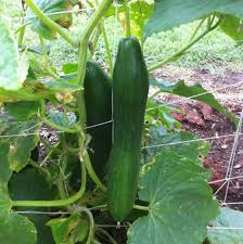 Vertical Gardening For Cucumbers And
