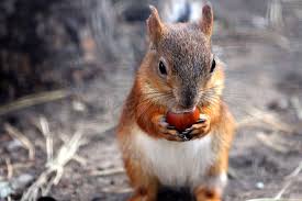 Top Signs You Have A Squirrel Problem