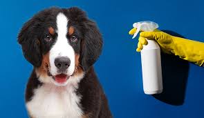 Professional Pet Odor Removal S