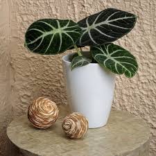 24 Best Indoor Plants Find Your
