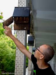Improving Bat Houses In America Nearly