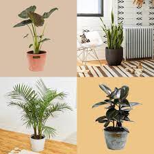 15 Tall Indoor Plants For 2023 Top
