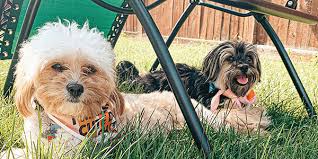 How To Make A Dog Friendly Backyard