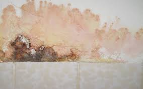 Pink Mold In The Shower