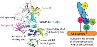k48 linked ub chain extension
