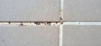 Cleaning Mildew On Caulk Doityourself Com