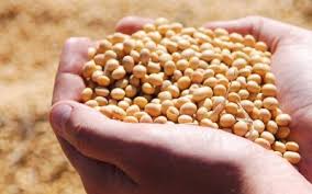 soybeans kauffman seeds inc of