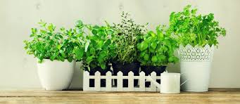 15 Best Herbs To Grow Indoors Year