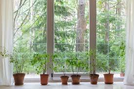 Big Window And Houseplants With View In