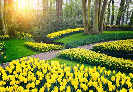 Planting Spring Bulbs Arboretum Your