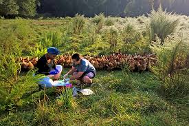 Georgia Master Gardener Extension