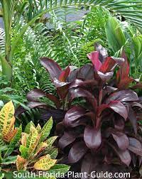 Guide To Florida Landscape Plants For