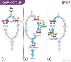 Photosynthesis Definition Process