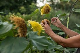 The Farmer The Florist Interview