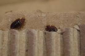 The 1 50 Item Toxic To Bed Bugs